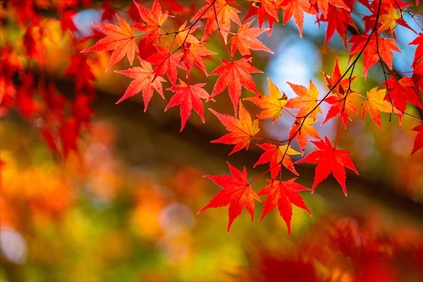 紅葉スポットのご紹介