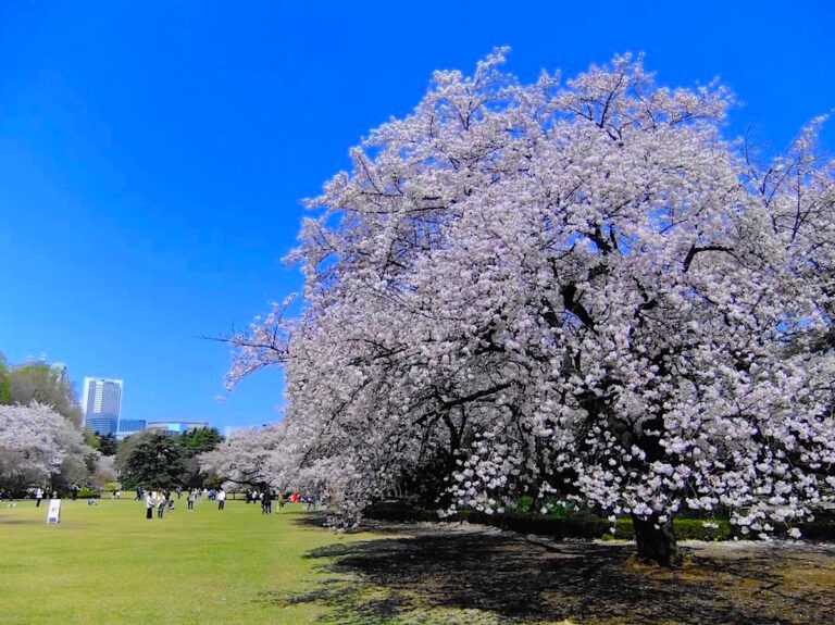 東京の桜花見情報のご紹介