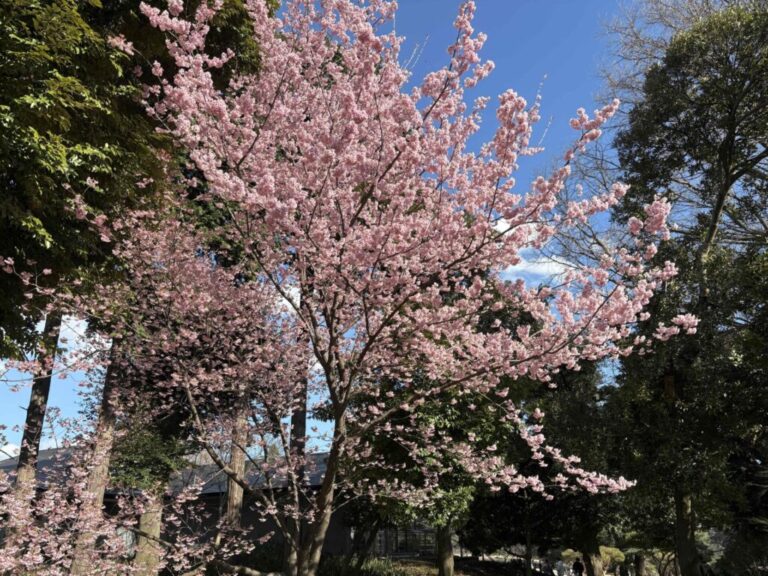 新宿御苑