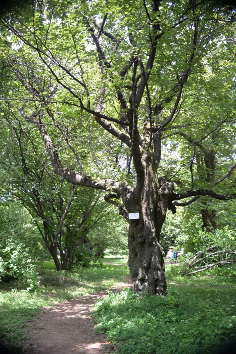 小石川植物園のご案内/【Koishikawa botanical garden】