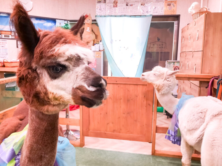 【アルパカふれあいランドのご案内 / Alpaca Fureai Land】