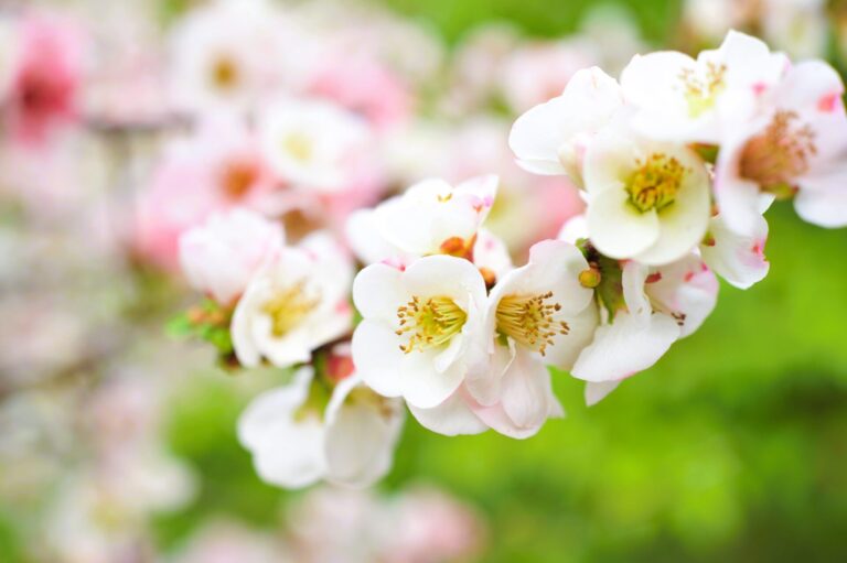 春の新宿おすすめスポット-新宿御苑 【 Spring in Shinjuku – Discover Sakura at Shinjuku Gyoen】