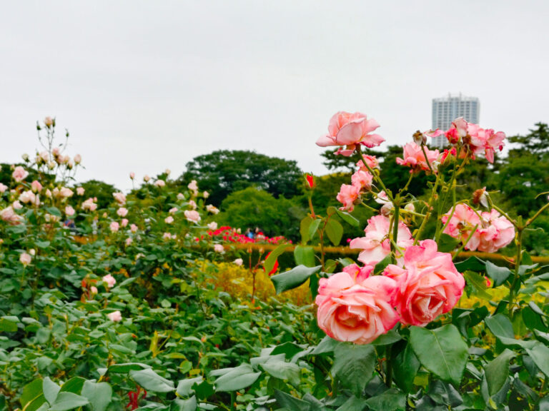 バラ花壇のご案内（新宿御苑内）/Guide to the Rose Garden (in Shinjuku Gyoen)