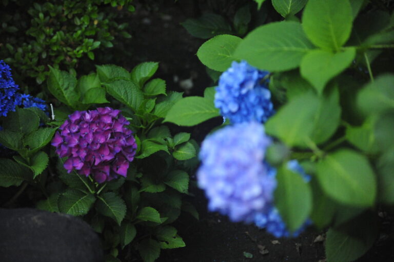 白山神社ー紫陽花祭り　Hydrangea Heaven at Hakusan Shrine