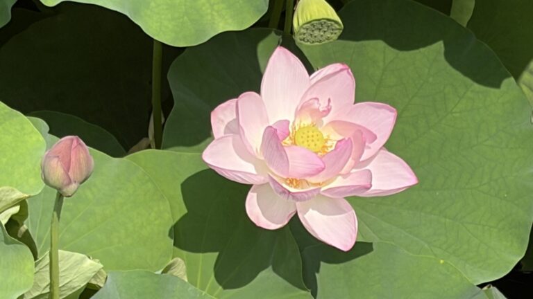 小石川後楽園　猛暑の東京を涼しく巡る　　　　　　　　　　　　　　KOISHIKAWA KORAKUEN　Escape the Heat: Exploring Tokyo in the Cool Morning